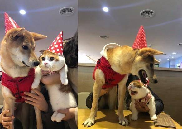 狗狗|超生气一头钻进主人怀里猫咪揍柴犬却因手太短打不到