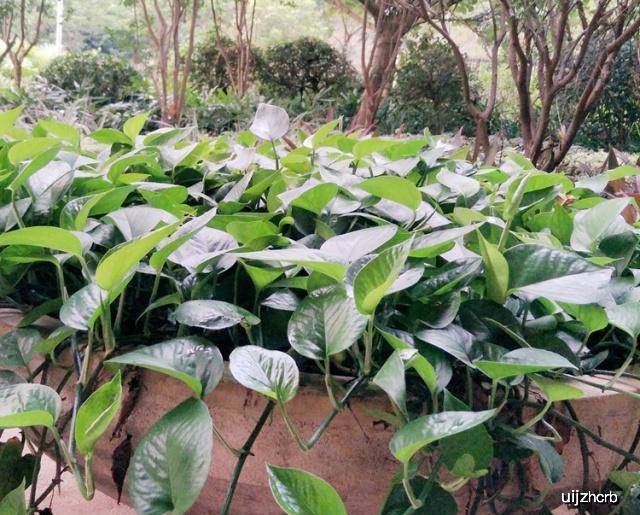 绿萝浇什么长得快 9176200427ce4836b2ba56c676bc8a62.jpeg