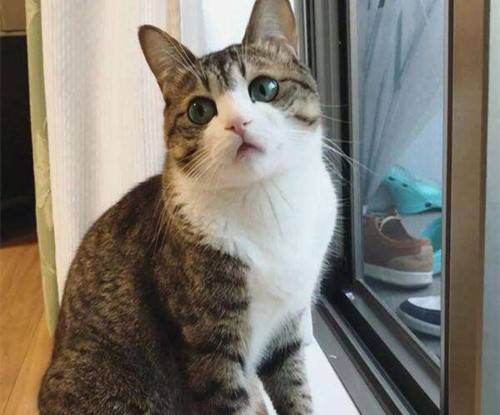 猫的种类及价格表图解 c006d754bd8241cd8cad54e0035a22cb.jpeg