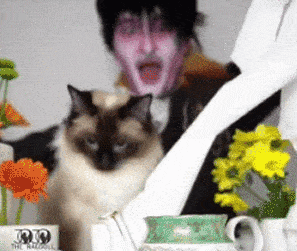 猫叔|太惨了!小猫咪都要被玩坏了!