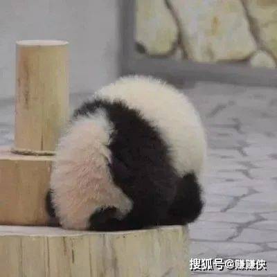 可爱表情包图片:猫猫一句话,熊猫成了背影杀手