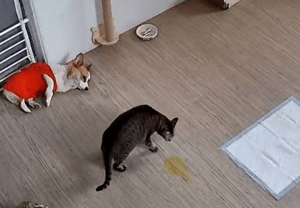 主人|猫看后居然这么做,主人都笑了!狗随地尿尿