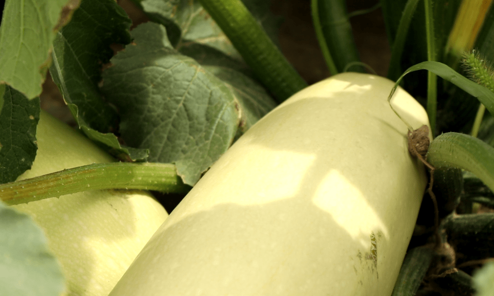 ae54eaaff23f4f32b70eb8f3166e8b10.png