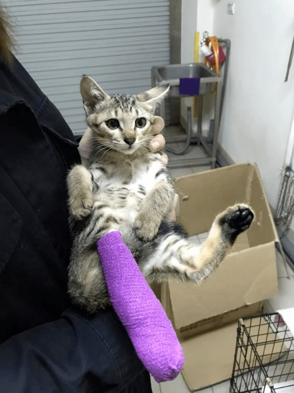 主人|猫看后居然这么做,主人都笑了!狗随地尿尿