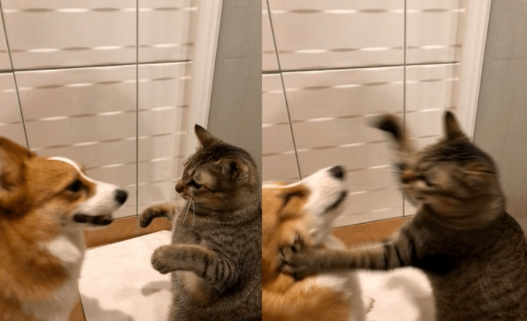 主人|猫看后居然这么做,主人都笑了!狗随地尿尿