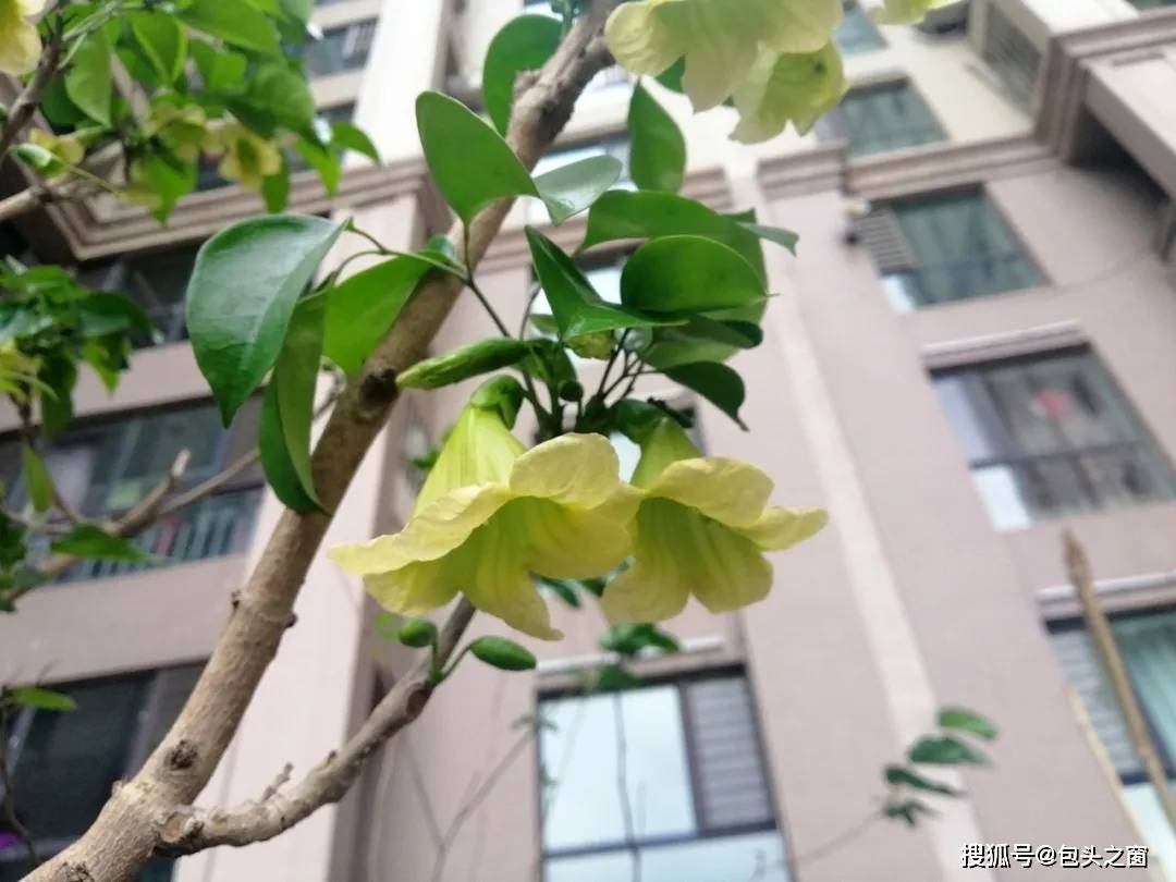 难得一见!幸福树在包头开花了,背后还有段奇缘