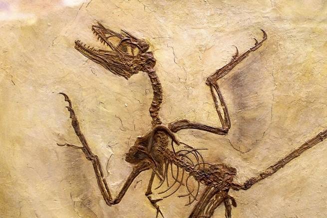 驚呆了！科學家剛發現1.25億年前的恐龍頭皮屑 科技 第1張