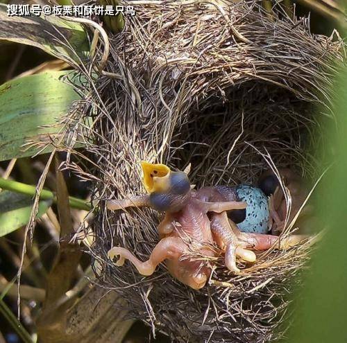 原创鸠占鹊巢忘恩负义,居然还是益鸟,这还是我们认识的布谷鸟吗