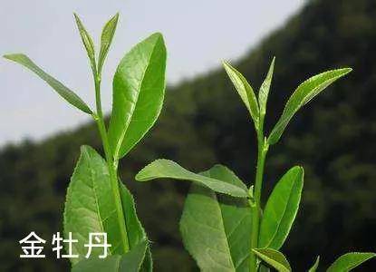 武夷山茶农常说的茶树代号,你分得清?一文带你分清