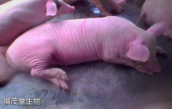 育肥期间猪长得慢吃什么饲料?