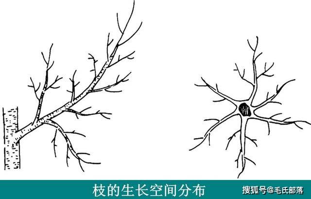 苹果树栽培技术苹果树枝组的培养与更新