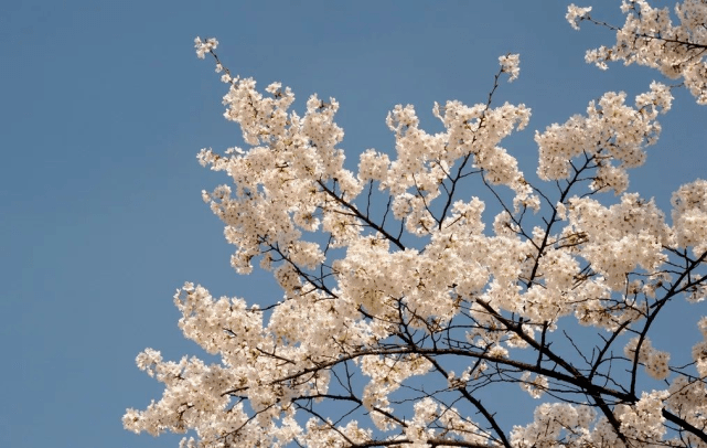 日本国花并非樱花,"真正国花"来源于中国,在日本仅供皇室专用