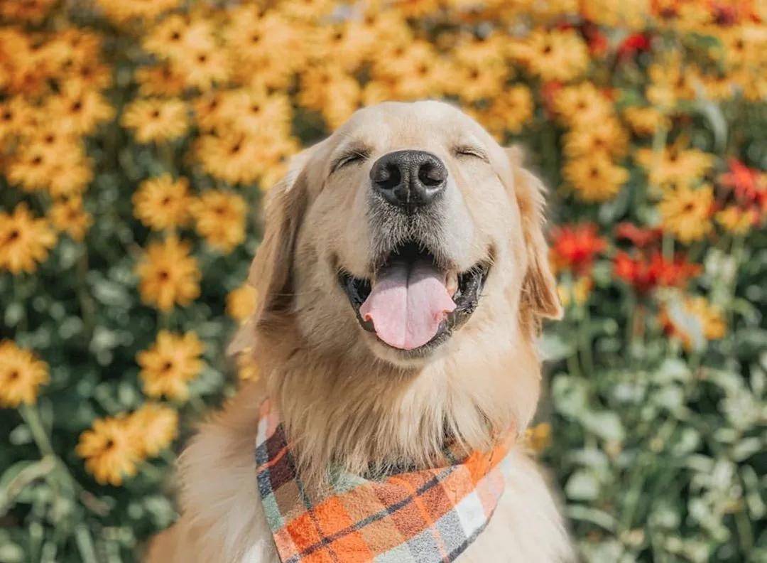 被开除的导盲犬，竟摇身一变成了“旅游博主”！