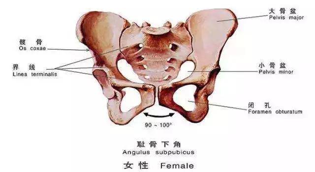 耻骨联合已经不同程度的打开,生完孩子以后如果不做骨盆修复,骨盆很难