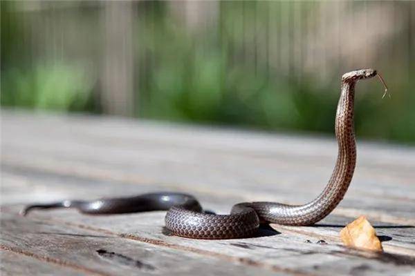梦境解析,一地蛇皮,无蛇身,唯余蛇头蜕皮——深层次的潜意识信号与心理暗示 梦境解析,一地蛇皮,无蛇身,唯余蛇头蜕皮——深层次的潜意识信号与心理暗示