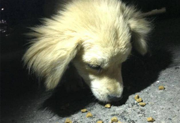 狗狗|谁知把它带家后家里的狗狗生气了女孩遛狗时在小区捡到只流浪狗