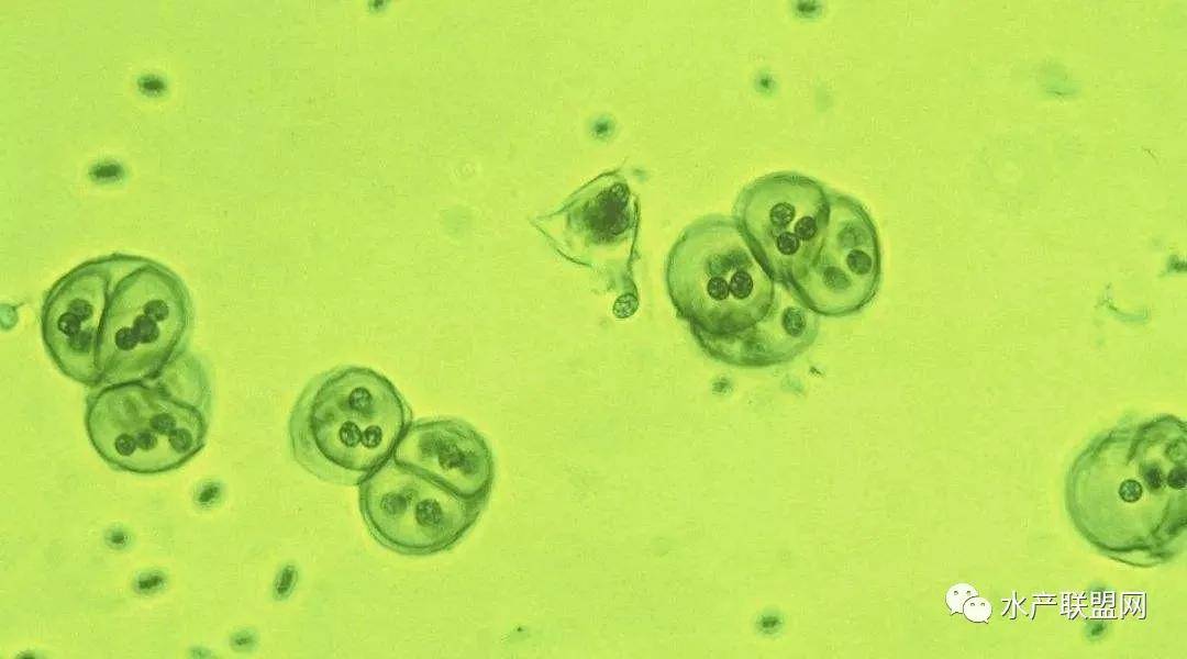 蓝藻又称蓝细菌,是一类不含叶绿体(区别于真核生物的藻类),能进行产氧