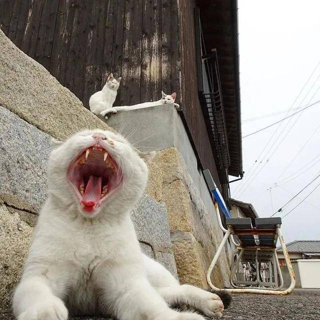 猫岛投毒!是道德的沦丧还是无良知人性的泯灭?