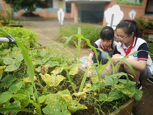 江苏省无锡市坊前实验小学联盟校探访微农场活动