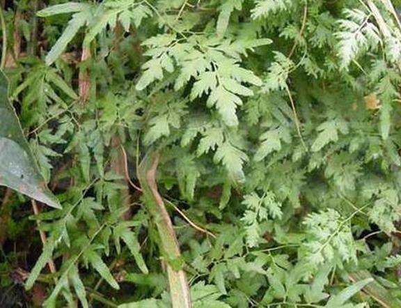 海金沙为多年生藤本植物,最长可达5米左右,根状茎横生,老藤茎部颜色