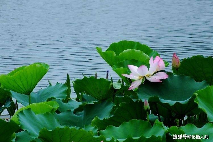 风光摄影组图:荷叶铺水面