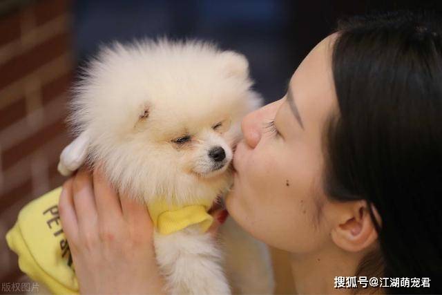 博美排名_博美智商排名(3)