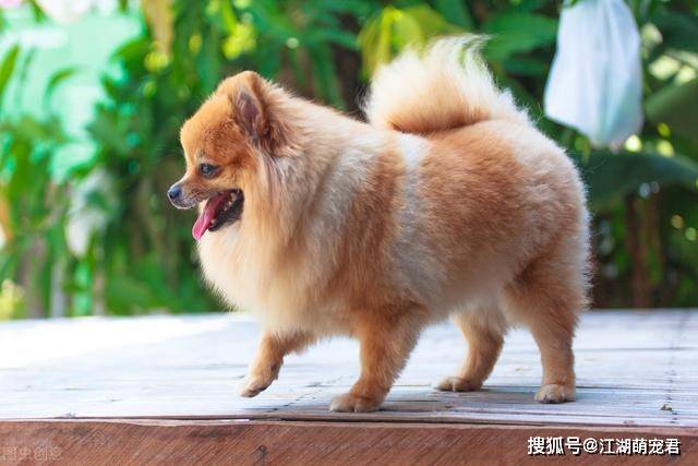 适合家里养的狗博美 d6f6286bc2324c1b83d70f048ca83899.jpeg