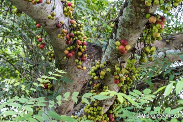它属无花果却开花,果子像北方野山楂,游客:广西这树到底是啥?