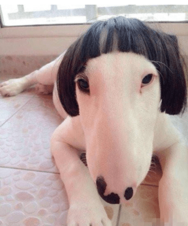 原创
搞笑gif图片笑话段子:你看你找那个对象,长得那么丑……