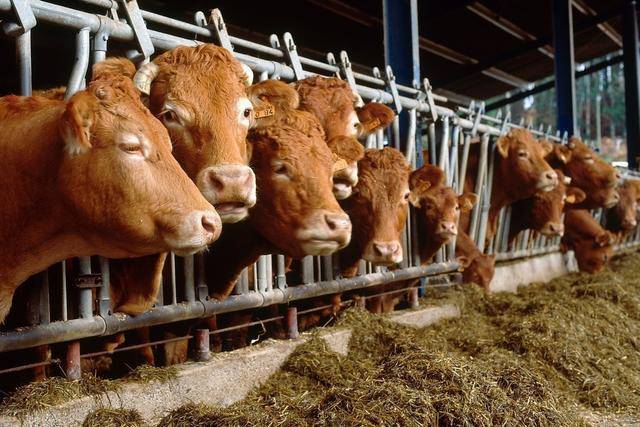 夏季养牛想要提高利润,这5点要注意!降温神器分享给大家