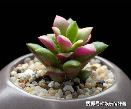 纱衣|这个多肉宝宝让人激起保护欲春梦殿锦白色纱衣包裹着婀娜的身姿