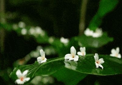 行草-花开花落两由之
