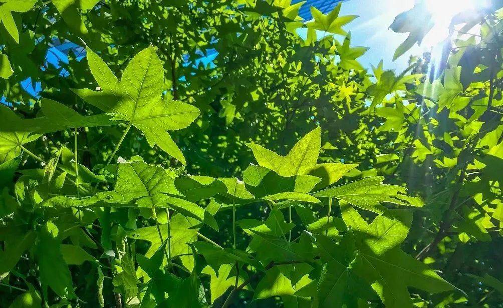 丫环|井栏壶中寓意深，不懂井栏壶，人生难成功！出梅入伏，高考顺利