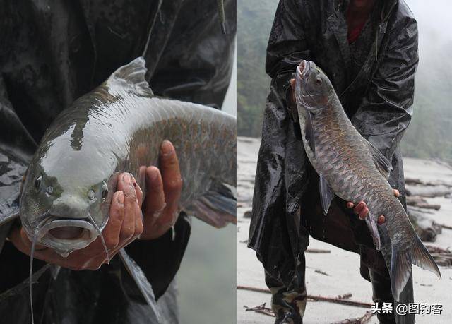 墨脱四须鲃 墨头鱼常见于云南,广西,四川等地区,当地人叫癞头鱼,四川