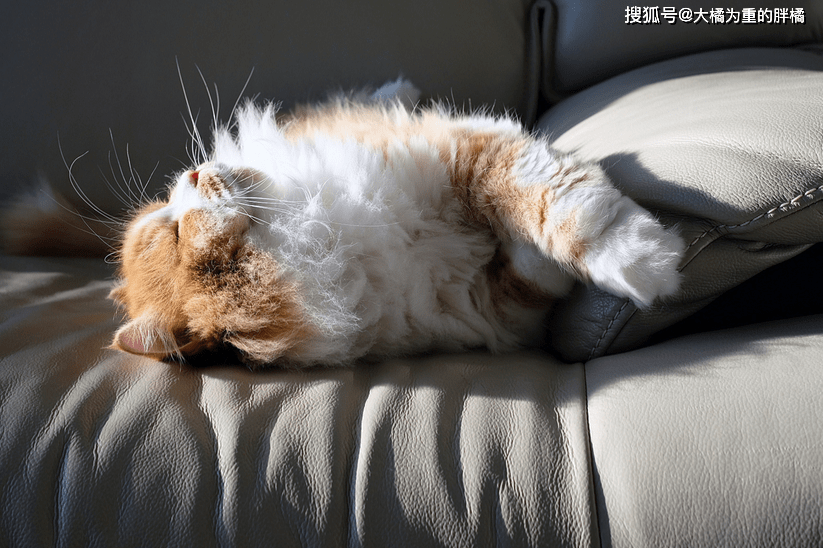 1c3f2fe36c604cbca776ffab2e09202c.png