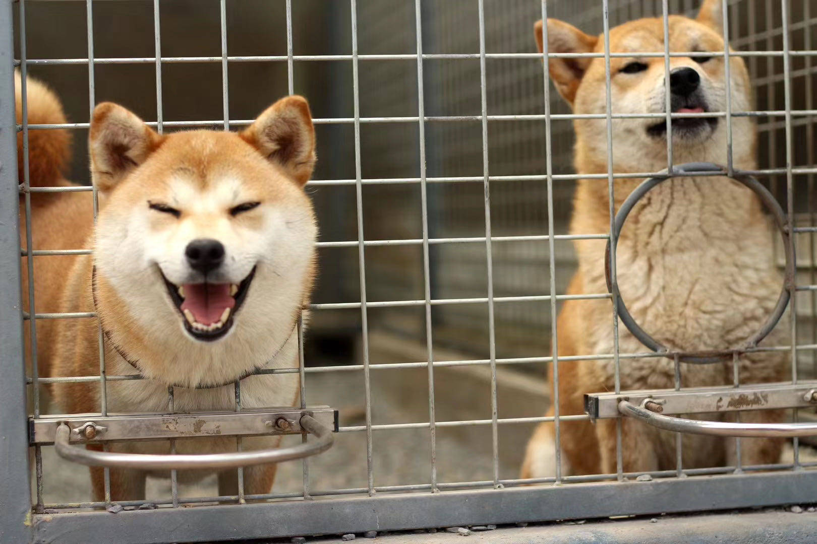 柴犬犬舍