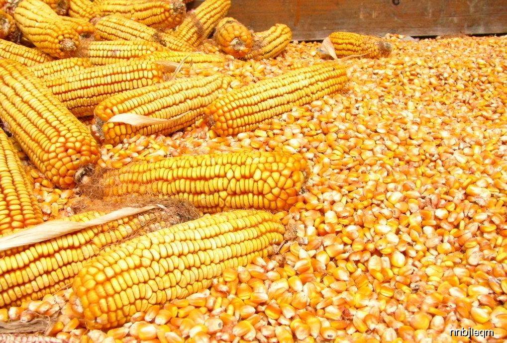 极品|也是炒菜煲汤的好伴侣它是粗粮中的极品