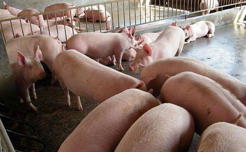 每斤猪肉多1元饲料成本 养猪赚钱吗一头猪大约赚多少钱？