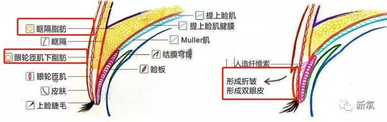 原创好歹也是娱乐圈第一代人造顶级美女,怎么也因为乱填充翻车了? 原创好歹也是娱乐圈第一代人造顶级美女,怎么也因为乱填充翻车了?