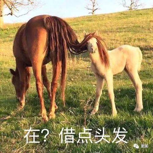 在线|发量王者鞠婧祎在线教你换头！2.5亿脱发少女有救了！
