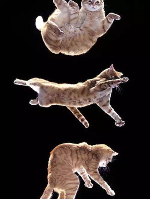 由此可见,猫也是一种神奇的动物,不过我们可千万别随意做摔猫实验