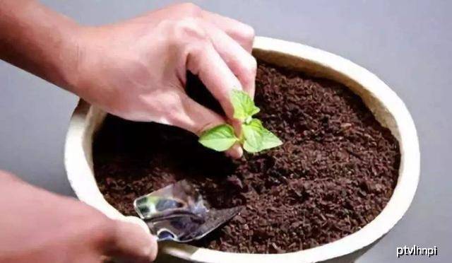 如何让土壤变软 1da58f06dbd44fba85bf6f7476c02086.jpeg