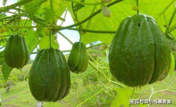 可以当菜的水果是哪些 94eb4d85427f4692aa992109dba0b4e4.jpeg
