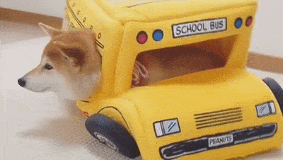 看到这只柴的狗窝后,我家狗子甩了我一巴掌!