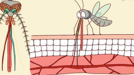 伊蚊和其他蚊子一样,嘴巴中有一根吸管一样的口器,口器会刺破皮肤而