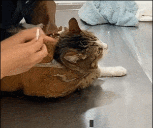 原创超狂暴猫咪抓住壮汉医生的手一直咬看完觉得我家猫是天使