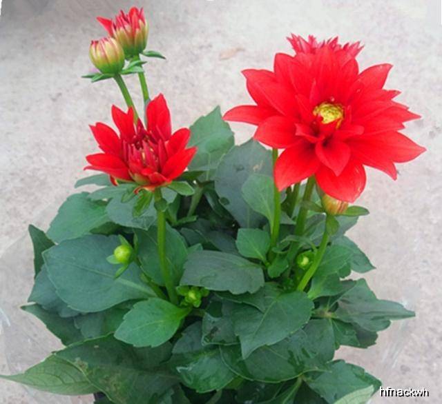 盆栽花卉种类大全及图片 2a100bc27be8479690102b9377bc9497.jpeg