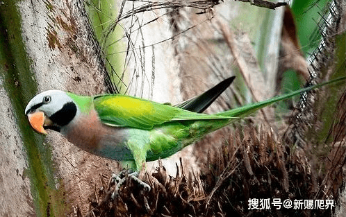 带你认识我国原生鹦鹉