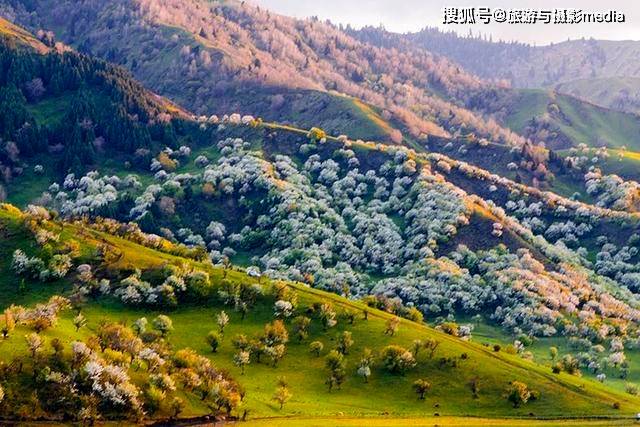 亚洲最大的野果林，距今已有百年历史！藏于深山的世外桃源(图4)