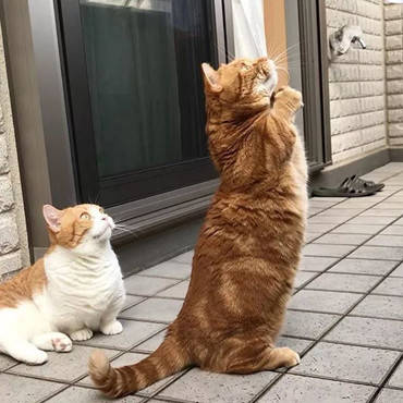 猫咪站起来演奏歌曲,却被旁边听众抢风头,这一幕画面看傻主人